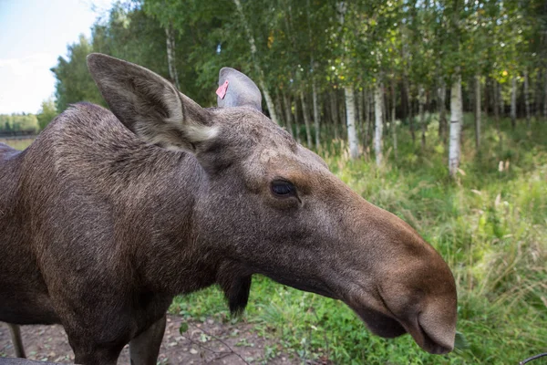 Närbild porträtt av roliga nyfikna huvud av en älg eller eurasiska älg med stora bruna ögon och näsa — Stockfoto