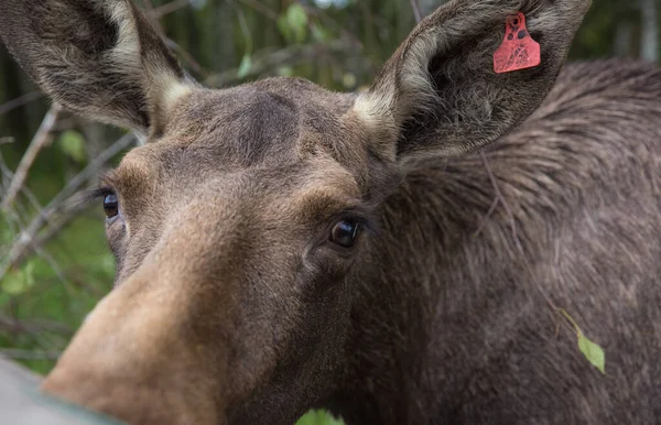 Närbild porträtt av roliga nyfikna huvud av en älg eller eurasiska älg med stora bruna ögon och näsa — Stockfoto