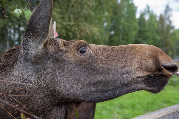 Portrait rapproché d'une drôle de tête curieuse d'orignal ou de wapiti eurasien aux grands yeux et au nez marron — Photo