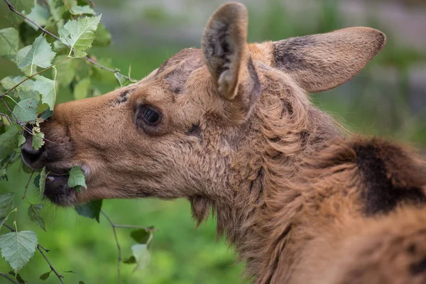 Primo piano ritratto di divertente testa curiosa di alce o alce eurasiatico con grandi occhi marroni e naso — Foto Stock