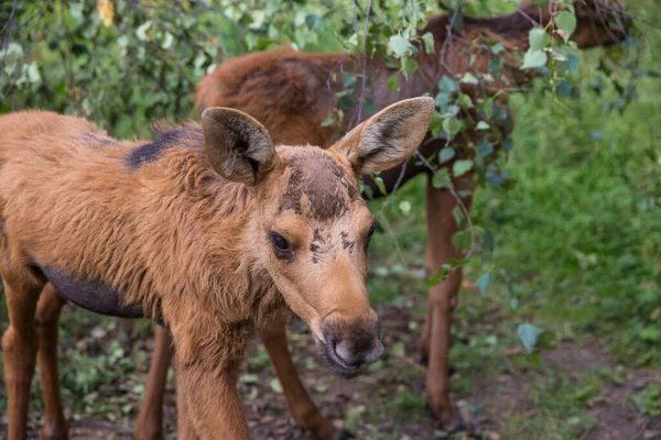 Närbild porträtt av roliga nyfikna huvud av en älg eller eurasiska älg med stora bruna ögon och näsa — Stockfoto