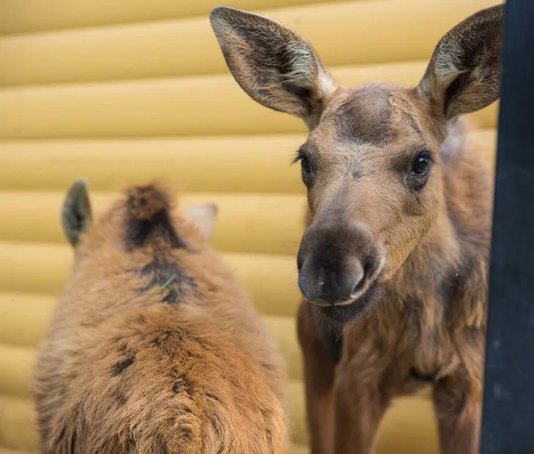 Närbild porträtt av roliga nyfikna huvud av en älg eller eurasiska älg med stora bruna ögon och näsa — Stockfoto