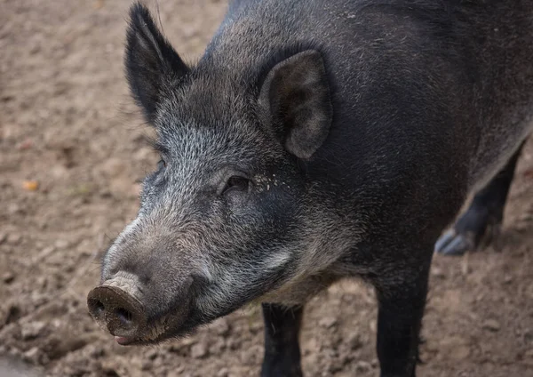 Kameraya bakan erkek yaban domuzu portresi. — Stok fotoğraf