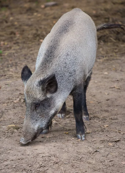 Portrait of female wild grey boar looking for food Royalty Free Stock Photos