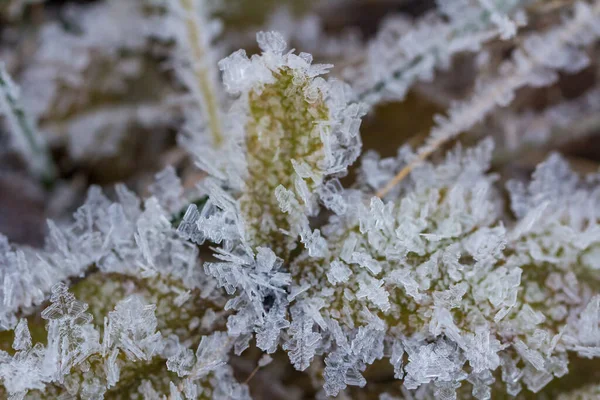 枝や緑と黄色の凍結した秋の葉に鮮やかな霜 冬の天然雪結晶 — ストック写真