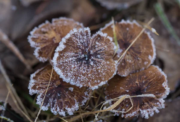 枝や緑と黄色の凍結した秋の葉に鮮やかな霜 冬の天然雪結晶 — ストック写真