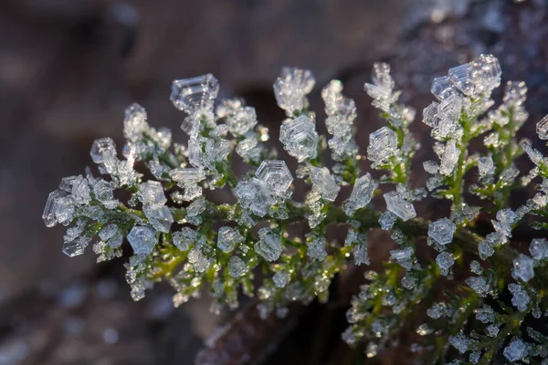 枝や緑と黄色の凍結した秋の葉に鮮やかな霜 冬の天然雪結晶 — ストック写真