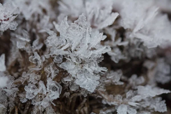 枝や緑と黄色の凍結した秋の葉に鮮やかな霜 冬の天然雪結晶 — ストック写真