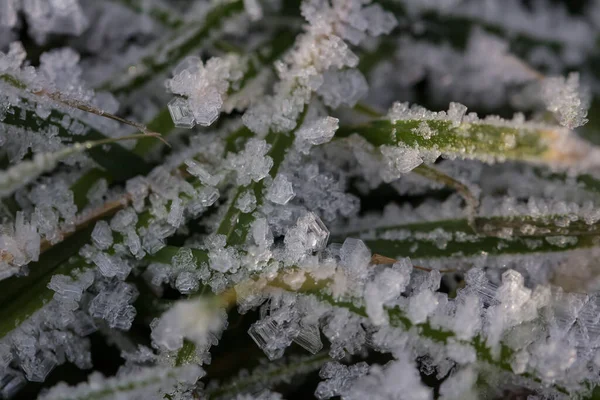 枝や緑と黄色の凍結した秋の葉に鮮やかな霜 冬の天然雪結晶 — ストック写真