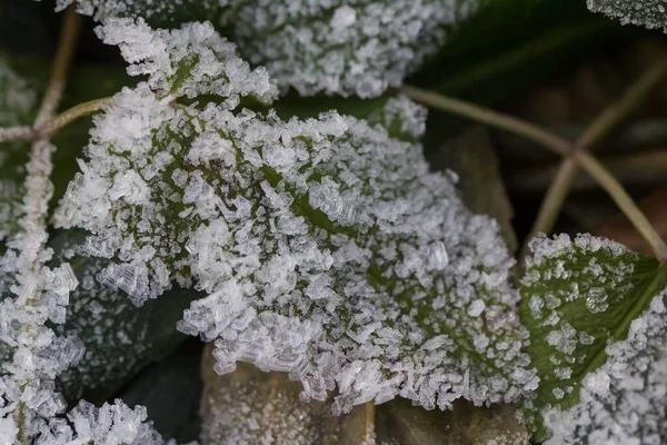 Brilliant Hoarfrost Pada Cabang Dan Pada Hijau Dan Kuning Beku — Stok Foto