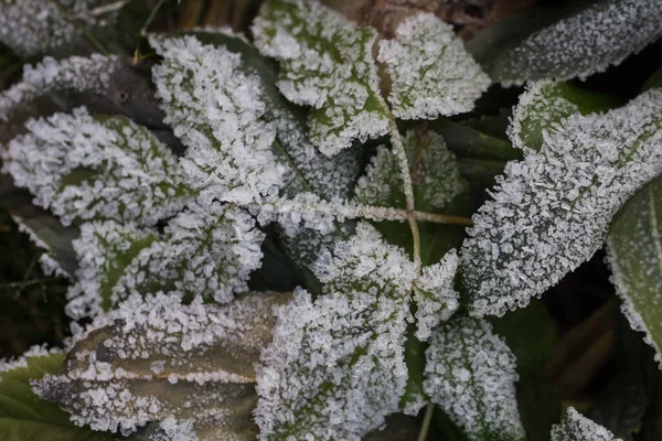 Brilliant Hoarfrost Pada Cabang Dan Pada Hijau Dan Kuning Beku — Stok Foto