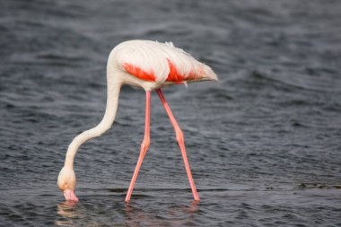 Uzun bacaklı ve soğuk okyanus suyunda sarı gözlü yalnız pembe kıtlık. Namibya