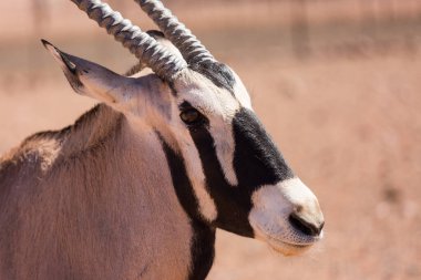 Meraklı mücevher, Oryx olarak da bilinir, güzel dikey boynuzları ve yüzünde ve bacaklarında belirgin siyah ve beyaz desenleri vardır..