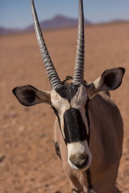 Meraklı mücevher, Oryx olarak da bilinir, güzel dikey boynuzları ve yüzünde ve bacaklarında belirgin siyah ve beyaz desenleri vardır..