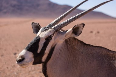 Meraklı mücevher, Oryx olarak da bilinir, güzel dikey boynuzları ve yüzünde ve bacaklarında belirgin siyah ve beyaz desenleri vardır..