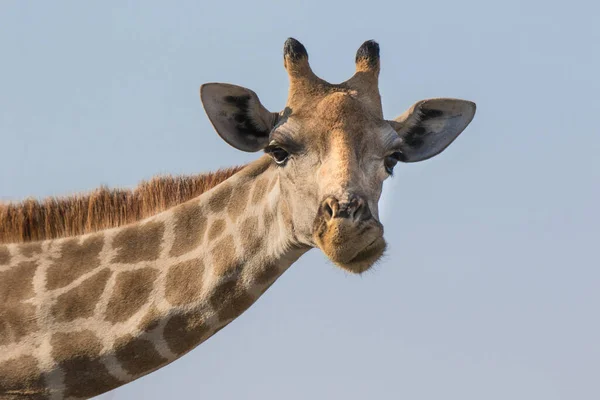 Närbild porträtt av en nyfiken giraff över blå himmel med lång hals och stora ögon tittar på kameran. Namibia Stockbild