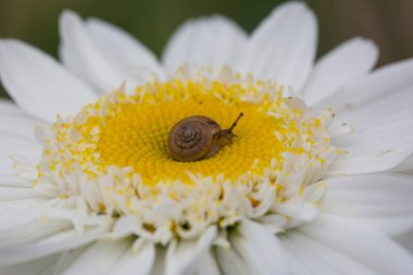Güneşli bir günde papatya yaprağının üzerinde oturan minik kahverengi salyangozun Macro fotoğrafı.