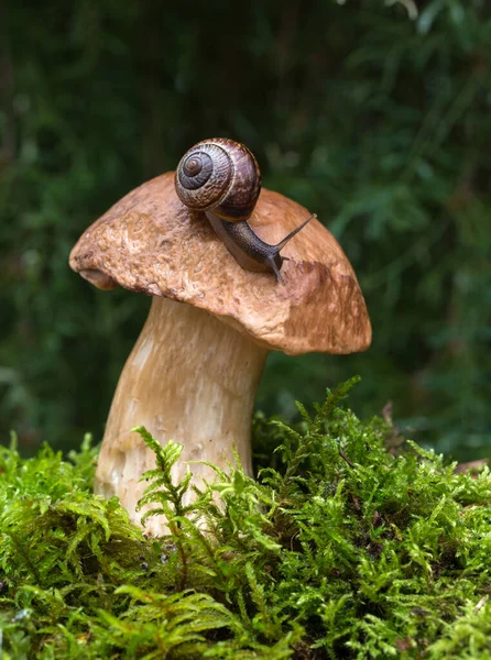 Makro foto av små bruna snigel sitter på hatten av en cep svamp som växer i de gröna mossor. Stockfoto