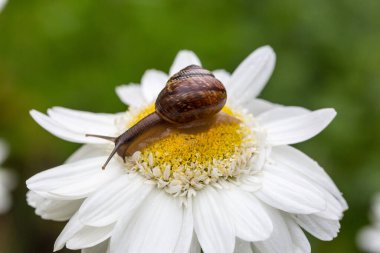 Güneşli bir günde papatya yaprağının üzerinde oturan küçük kahverengi salyangozun Macro fotoğrafı.