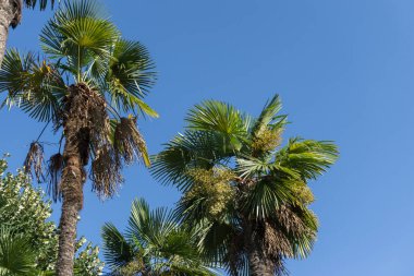 Palmiye ağacı güneşli bir mavi gökyüzü ile