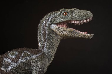 Dinozor velociraptor siyah arka plan üzerine