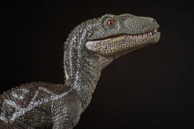 Dinozor velociraptor siyah arka plan üzerine