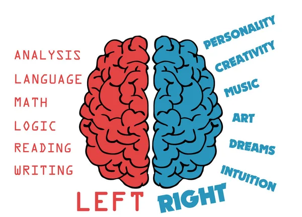 Λοβός Αριστερά Εγκεφάλου Σχέση Τις Λειτουργίες Του Εγκεφάλου Δικαίωμα Λοβού — Φωτογραφία Αρχείου