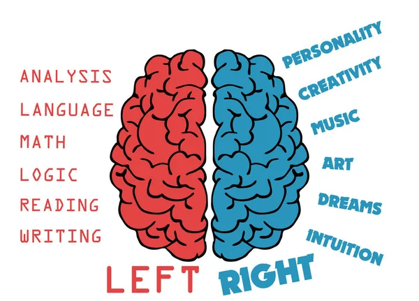 Left brain lobe versus right brain lobe functions