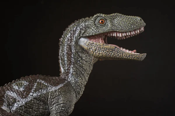 Velociraptor Dinosaure Sur Fond Noir — Photo