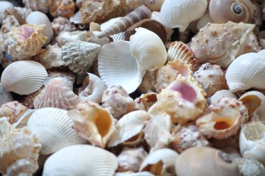 Deniz kabukları makro fotoğrafçılığı. Doku arka planı