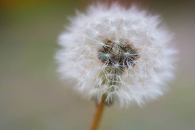 Tatlı bir bokeh ile bir karahindiba makro fotoğrafçılığı. Alerji tehlikesi