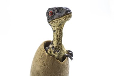 Beyaz arka plan üzerinde izole yumurta çıkan bebek velociraptor