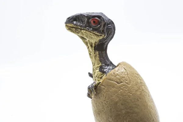 Baby Velociraptor Kommer Ägget Isolerad Vit Bakgrund — Stockfoto