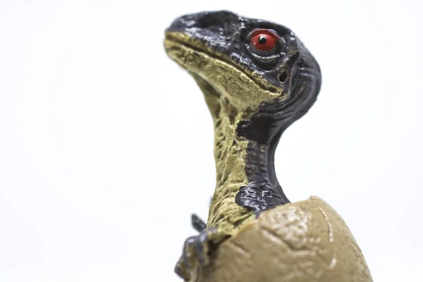 Baby Velociraptor Kommer Ägget Isolerad Vit Bakgrund — Stockfoto