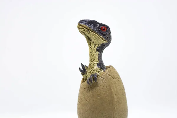 Baby Velociraptor Kommer Ägget Isolerad Vit Bakgrund — Stockfoto