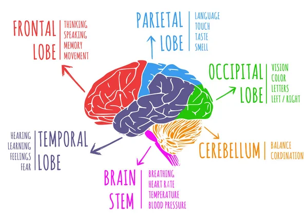 Illustration of human\'s brain function for lobe