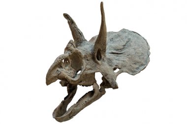 Yok edilmiş Triceratops 'un kafatası beyaz arka planda izole edilmiştir. Kretase döneminin fosil