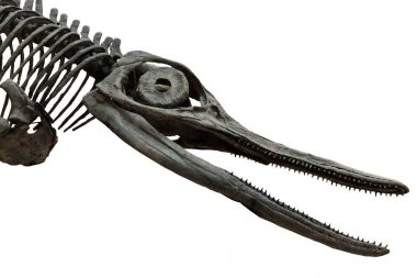 Soyu tükenmiş ichthyosaurus'un kafatası beyaz arka planda izole edilmiş. Denize yaşayan dinozor