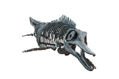 Soyu tükenmiş ichthyosaurus'un kafatası beyaz arka planda izole edilmiş. Denize yaşayan dinozor