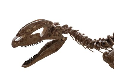 Soyu tükenmiş dilophosaurus'un kafatası beyaz arka planda izole edilmiş. Triyas dönemi fosili