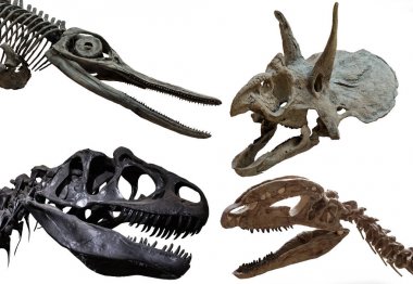 Dört dinozorun kafatası beyaz arka plan üzerinde izole edilmiş. Tyrannosaurus, triceratops, ichthyosaurus ve dilophosaurus fosili