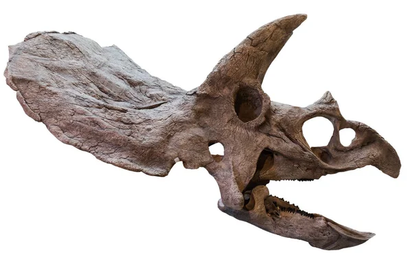 Yok edilmiş Triceratops 'un kafatası beyaz arka planda izole edilmiştir. Kretase döneminin fosil