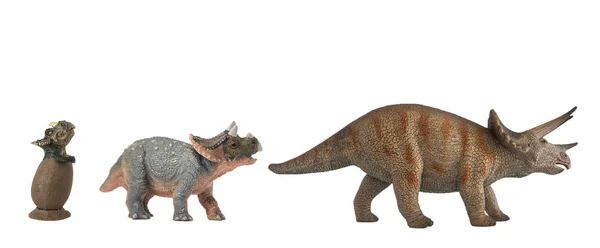 Utvecklingen av Triceratops till år. Baby, unga och vuxna Triceratops på vit bakgrund — Stockfoto