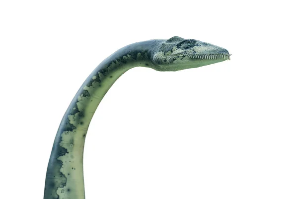 Porträtt av en Plesiosaurus isolerad på vit bakgrund. — Stockfoto