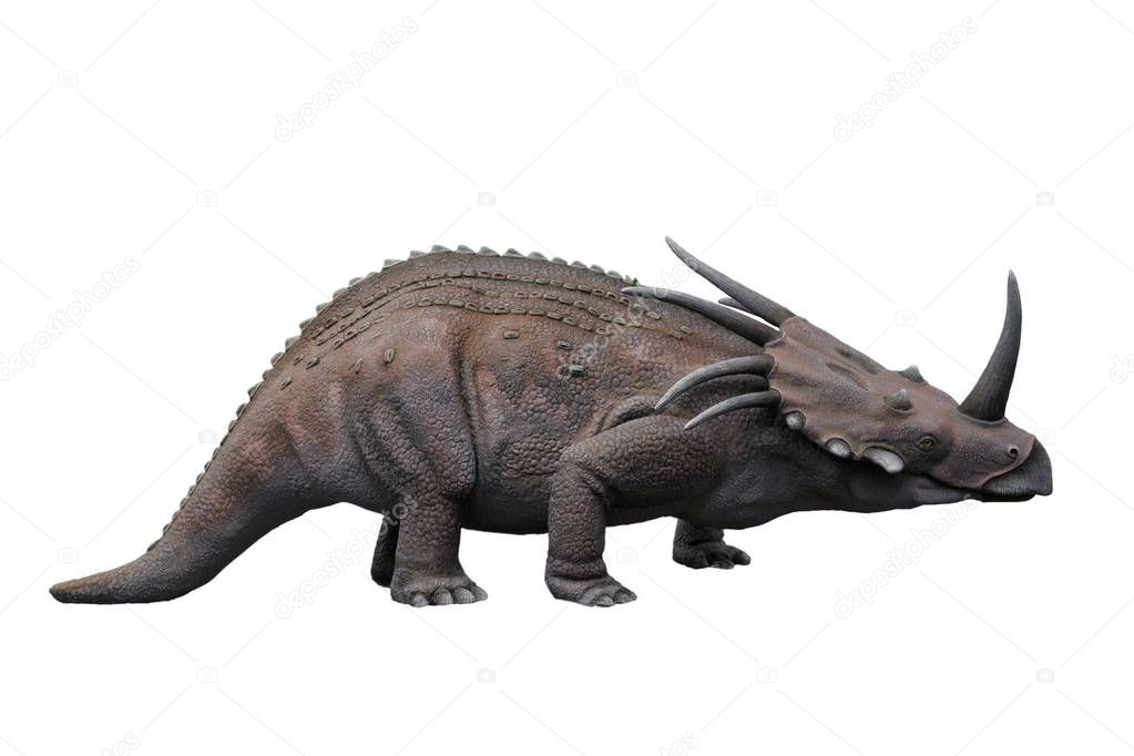 Portrait of styracosaurus isolated on white background