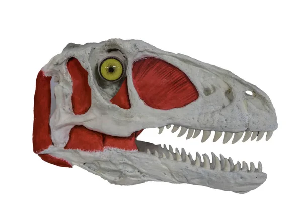 Músculos craneales y faciales peligrosos y carnívoros velociraptor sobre fondo blanco con boca abierta y dientes grandes — Foto de Stock