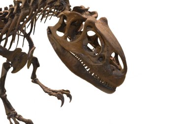 Beyaz arka planda izole edilmiş bir allosaur kafatasının portresi.