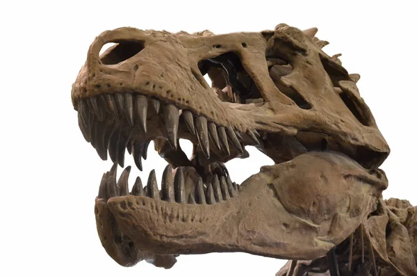 Ritratto del cranio di un tirannosauro rex isolato su sfondo bianco — Foto Stock