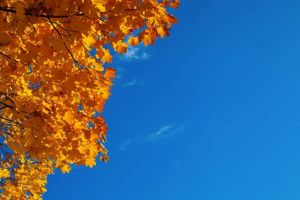 Φόντο από το φθινόπωρο τα φύλλα σφενδάμου και το διαφανές μπλε του ουρανού — Φωτογραφία Αρχείου