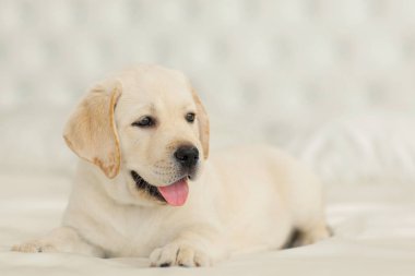 labrador yavrusu portresi